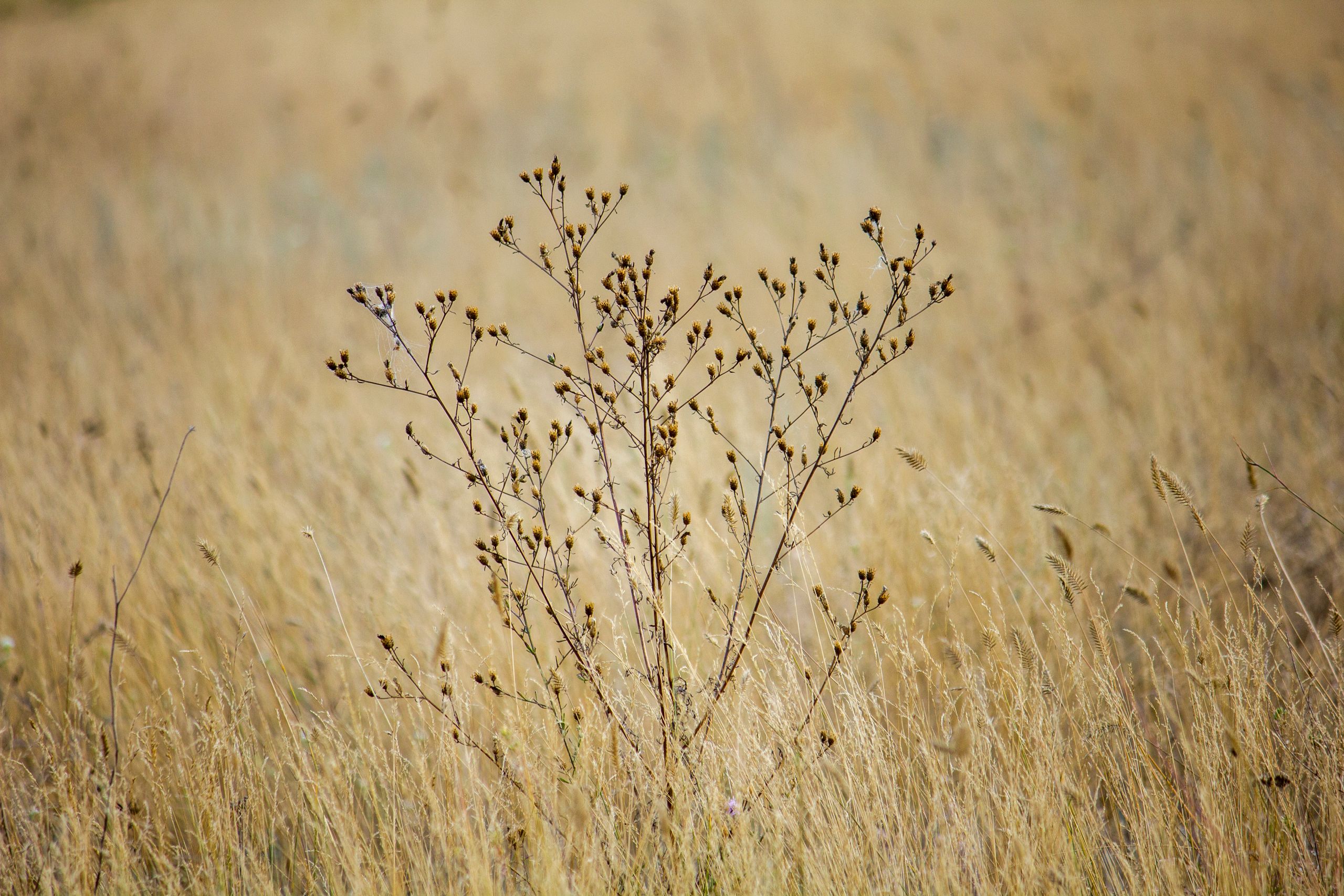 A close-up of dry wild plants in a sunlit hayfield, showcasing summer nature.