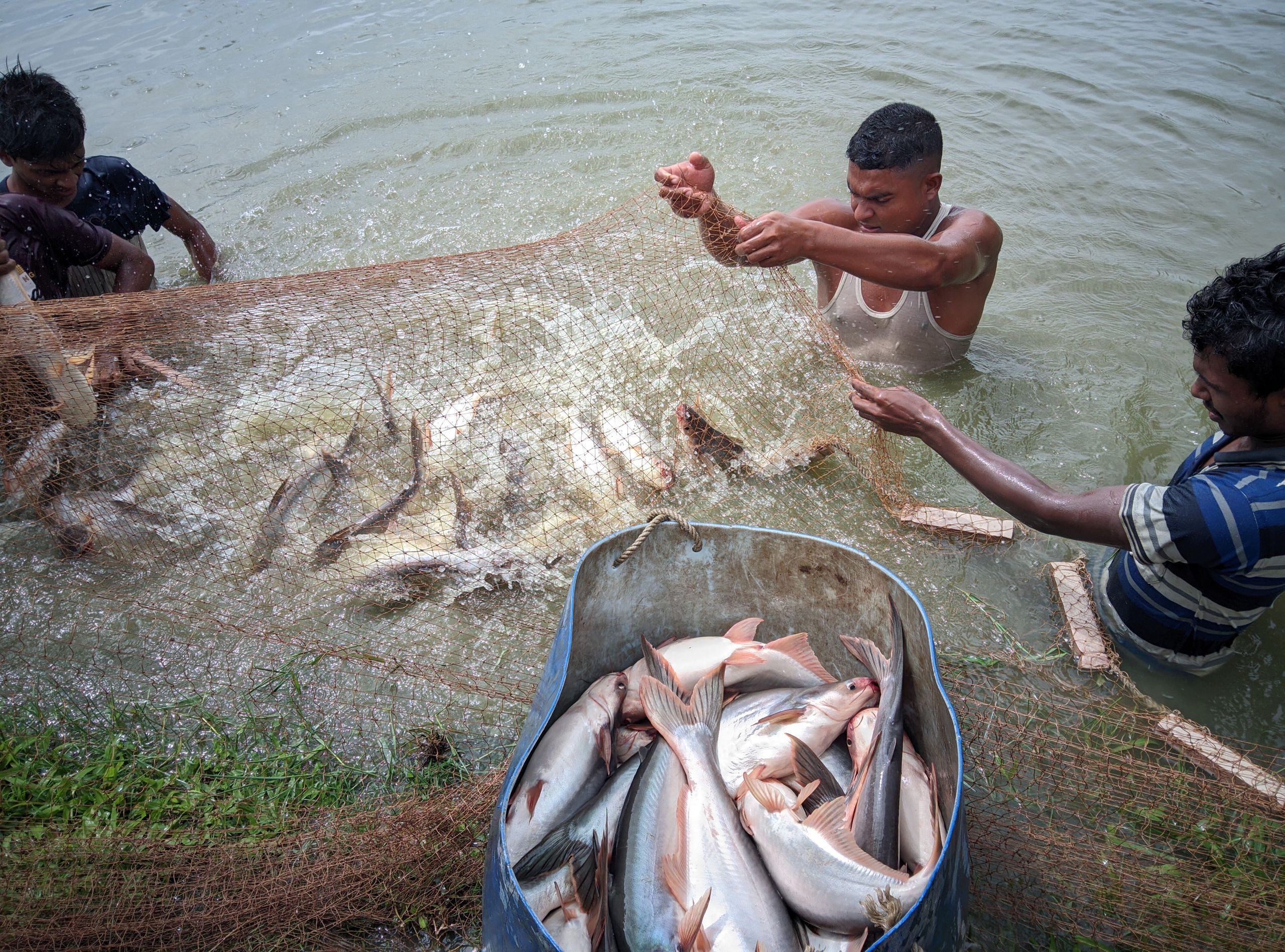 Fishermen in Bangladesh catching fish with nets in a river.