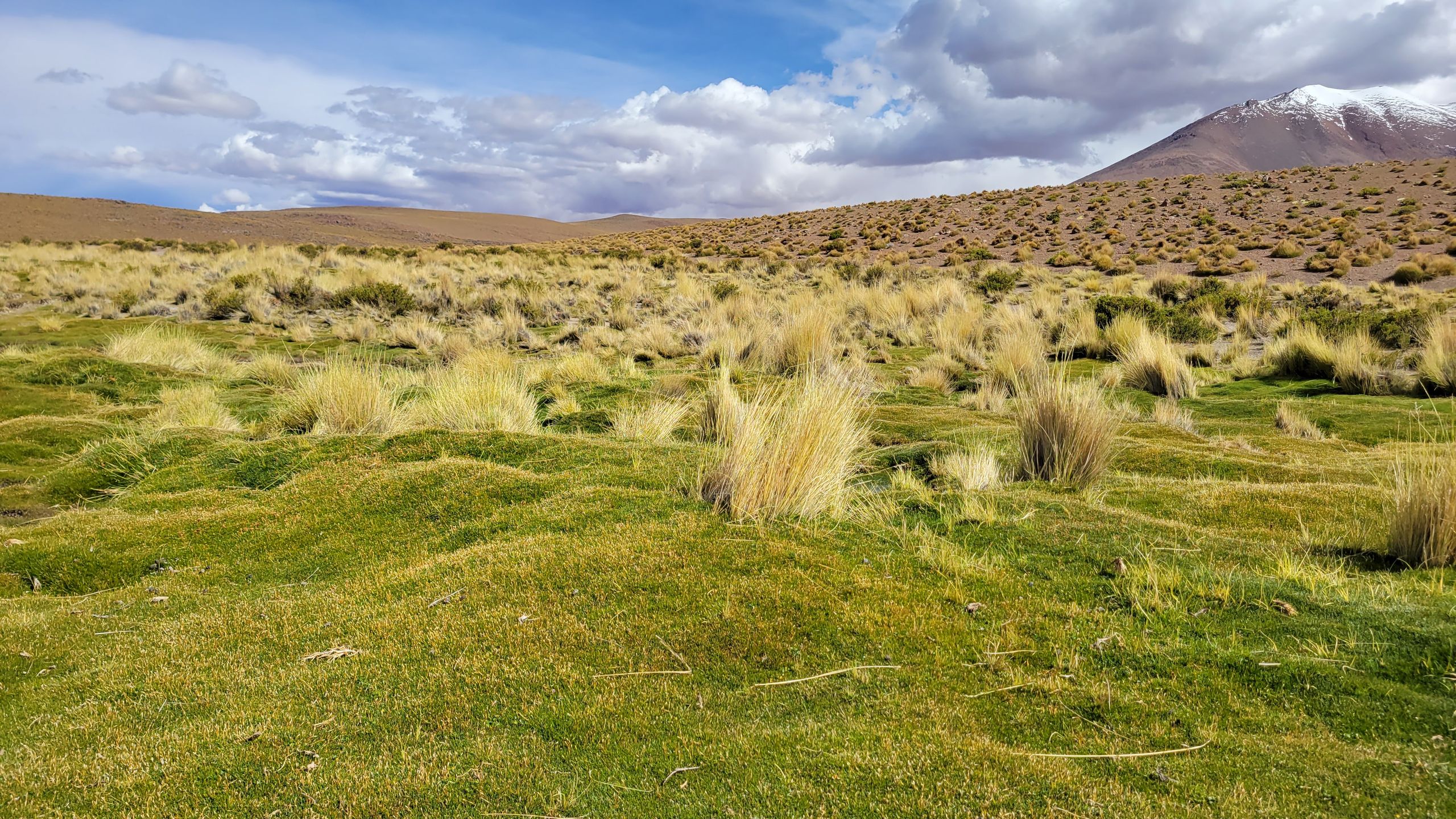 Expansive grassy plains and mountains under a vivid sky in Tapaquilcha, Bolivia.
