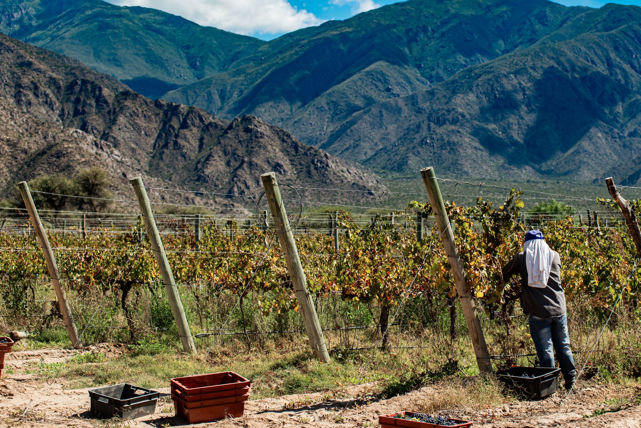 A person harvesting grapes in a vineyard with mountainous backdrop and autumn landscape.